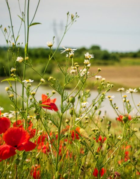 Biodiversitet - Stenstrup lergrav