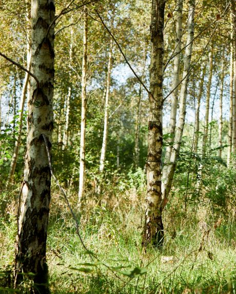 Tree planting project Denmark 2024