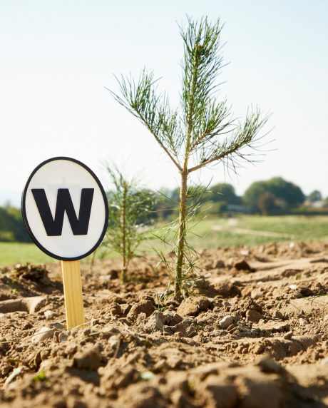 Tree planting project Denmark 2024