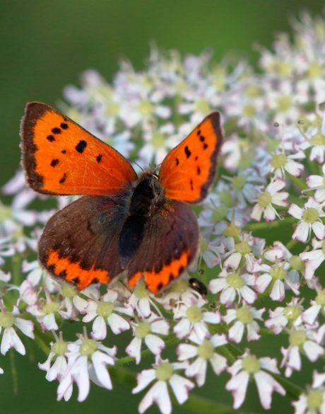 синя пчела-дърводелец - малка огневка