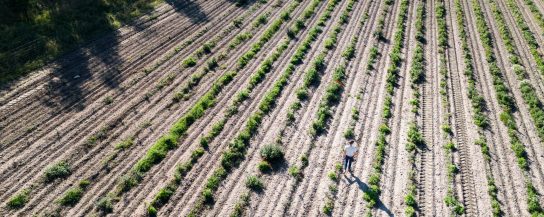 Tree planting project Denmark 2024