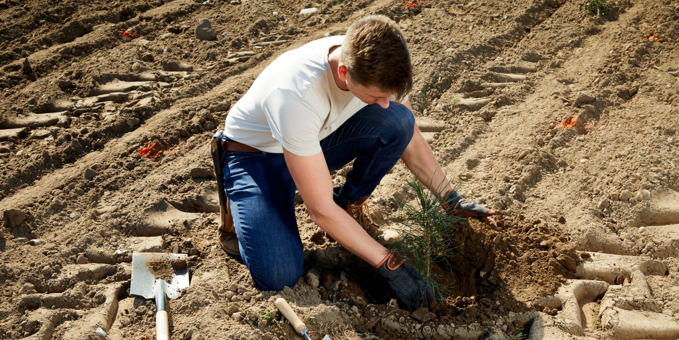Tree planting project Denmark 2024