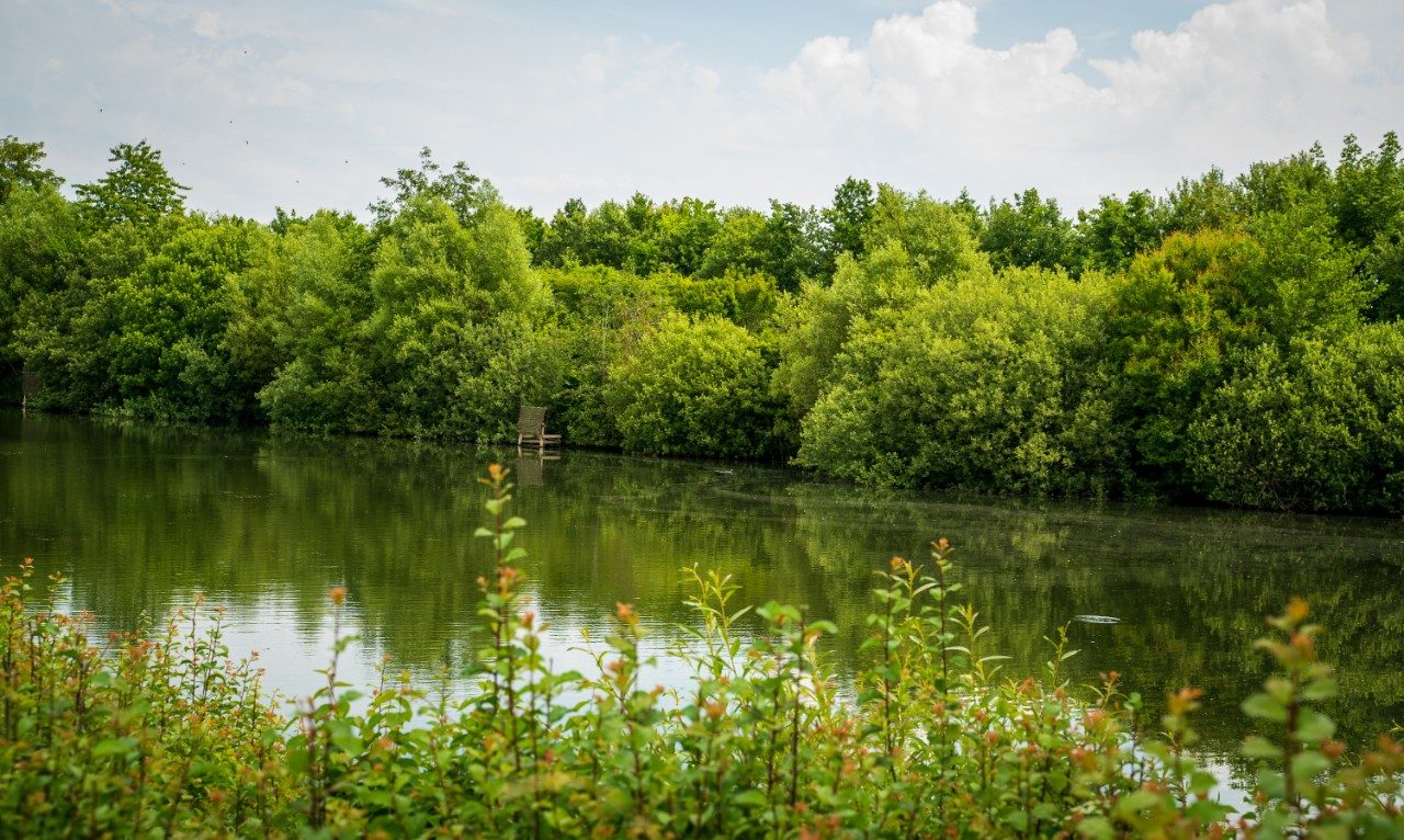 Biodiversitet - Stenstrup lergrav