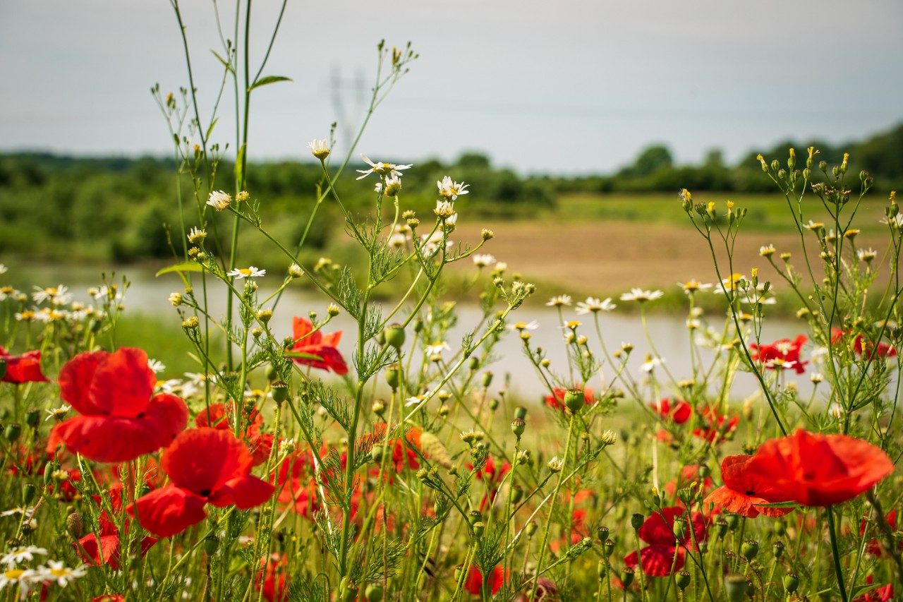 Biodiversitet - Stenstrup lergrav