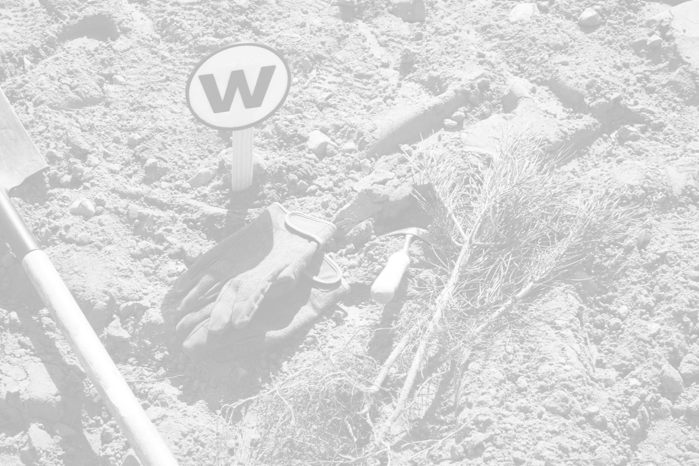 Tree donation - Denmark