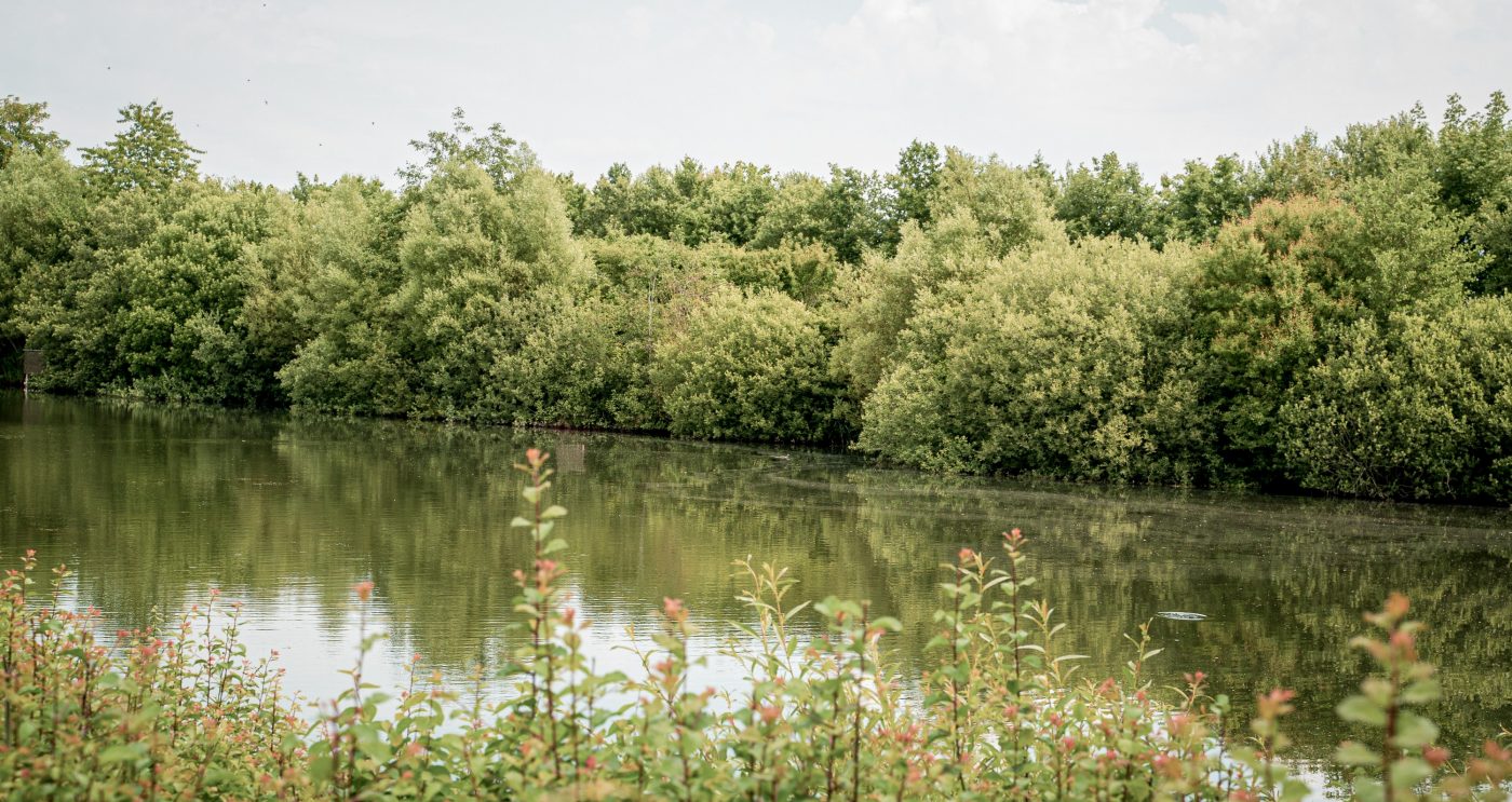 Biodiversitet | Stenstrup Lergrav