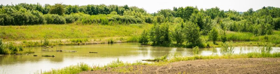 Biodiversitet - Stenstrup lergrav