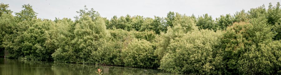 Biodiversitet | Stenstrup Lergrav