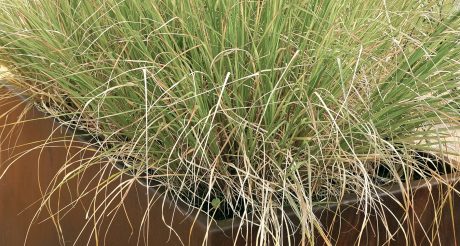 ornamental grass in a flower stone pots on the street.
