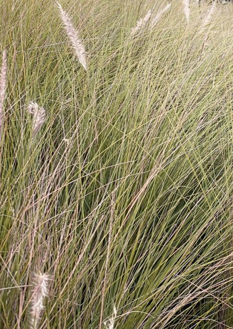 Husbyggerkampagnen - Deep Roots