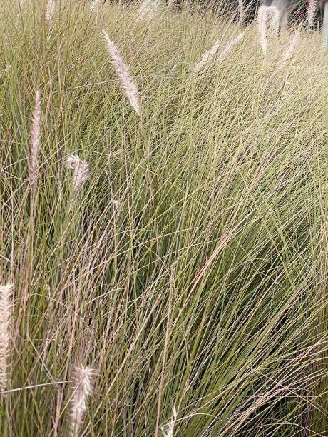 Husbyggerkampagnen - Deep Roots