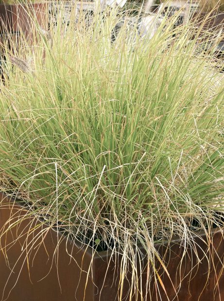 ornamental grass in a flower stone pots on the street.