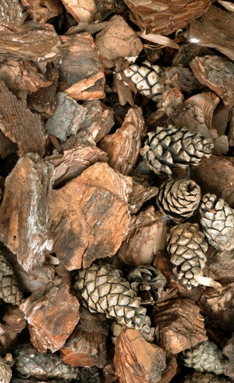 Green decorative fir tree on pine bark nuggets layer used for gardening. Natural texture