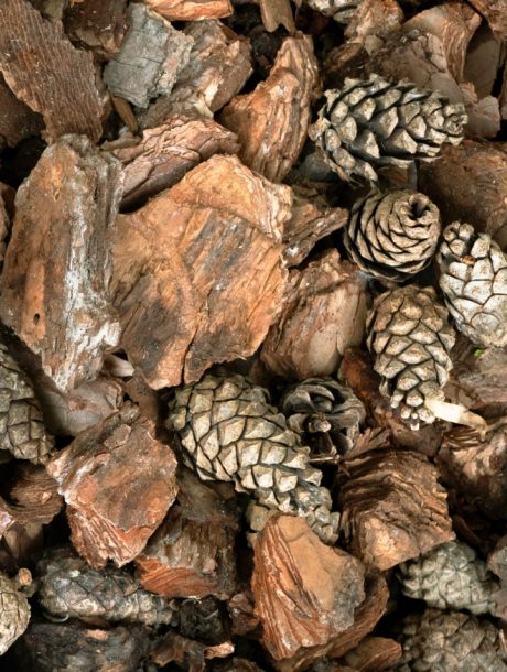 Green decorative fir tree on pine bark nuggets layer used for gardening. Natural texture