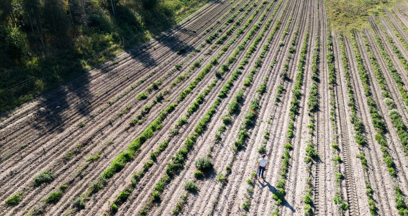 Tree planting project Denmark 2024