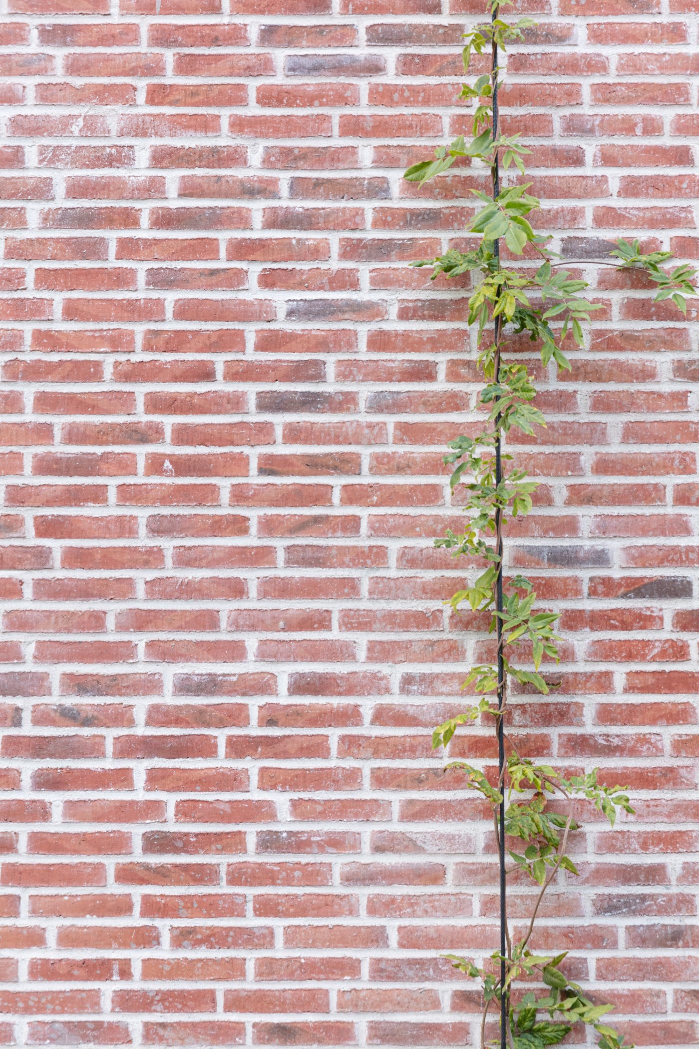 Mursten: EW0448 Halm | Toves Gaard, København