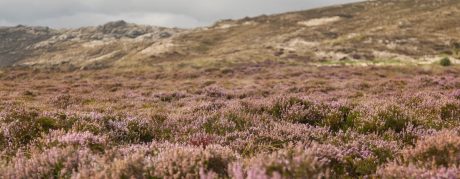 Thy-serien - miljøbilleder