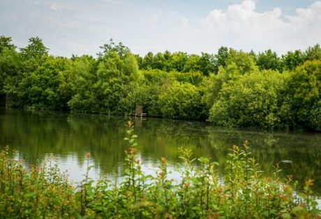 Biodiversitet - Stenstrup lergrav
