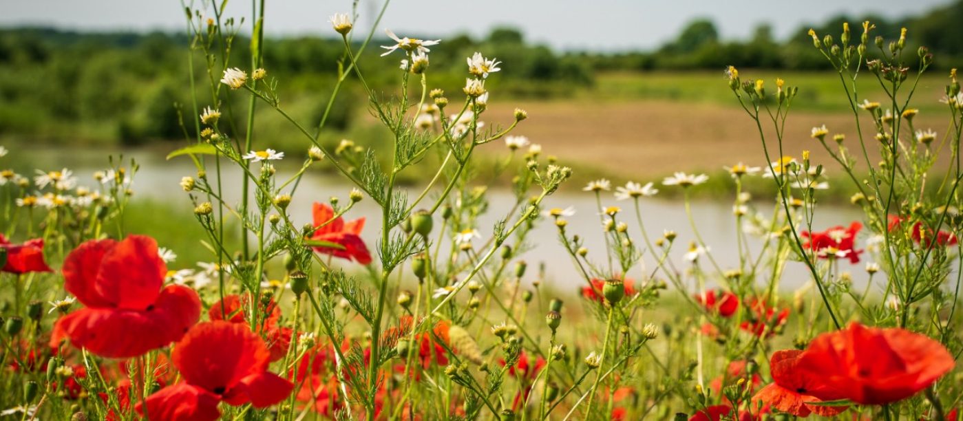 Biodiversitet - Stenstrup lergrav