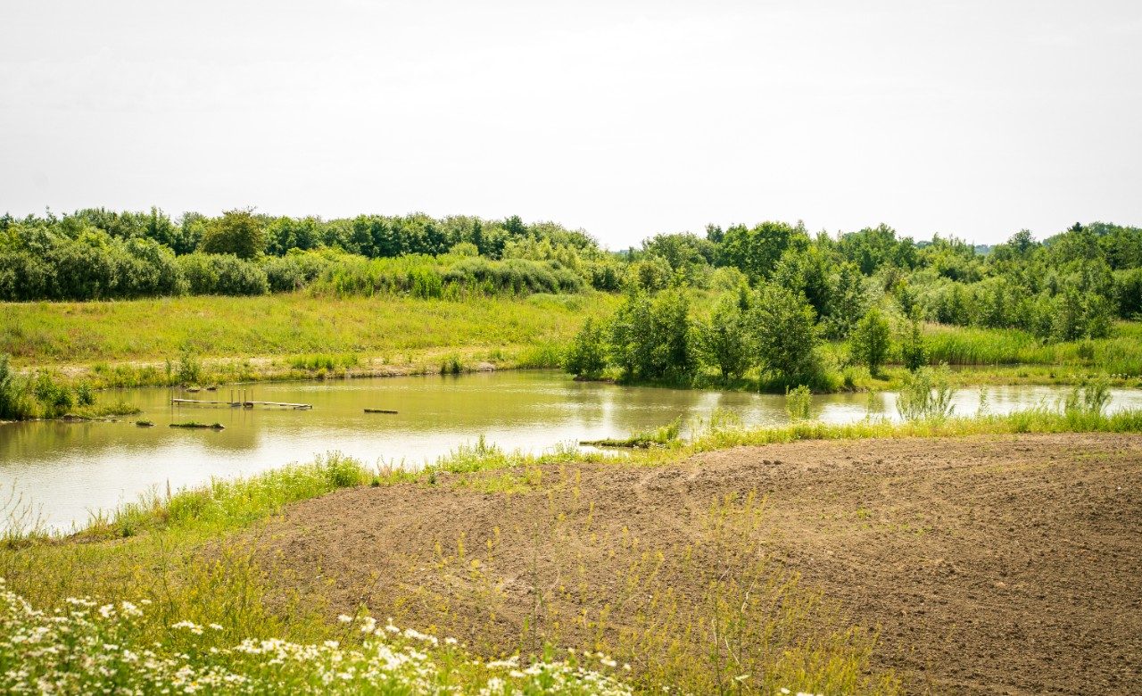 Biodiversitet - Stenstrup lergrav