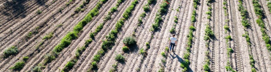 Tree planting project Denmark 2024