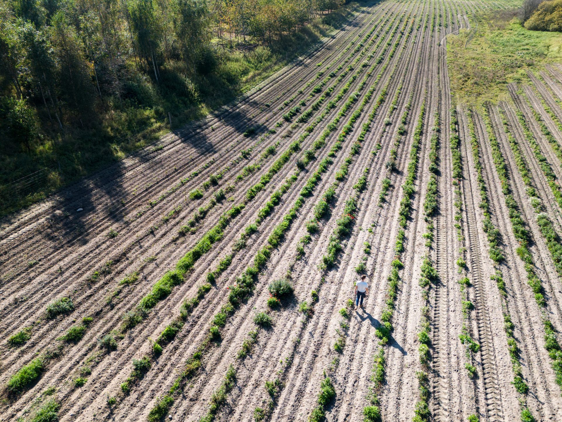 Tree planting project Denmark 2024