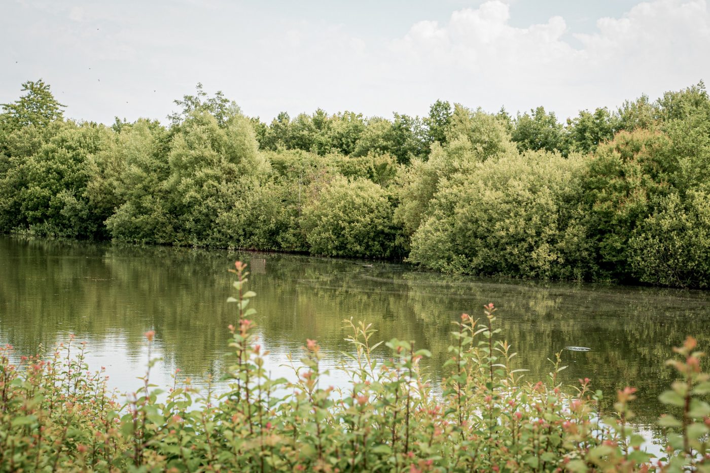Biodiversitet | Stenstrup Lergrav