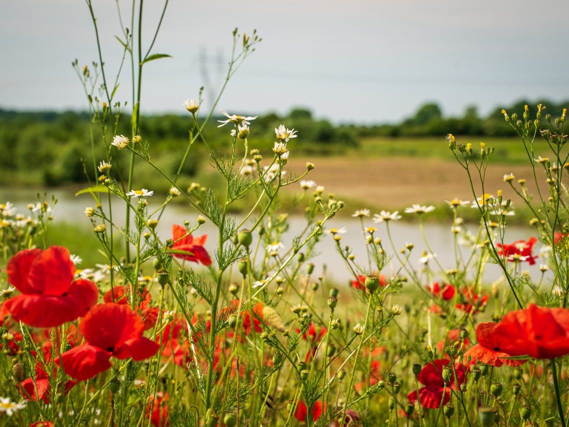 Biodiversitet - Stenstrup lergrav