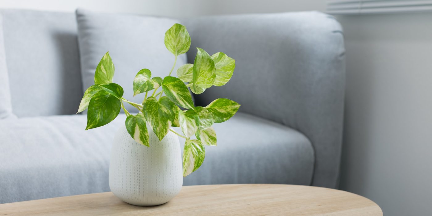 Dracena loft decoration 2021